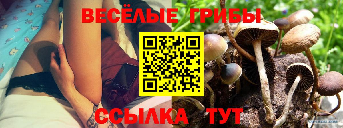 Псилоцибиновые грибы ЛСД  Вход с VPN  наркота  Мичуринск  Псилоцибиновые грибы Psilocybe 